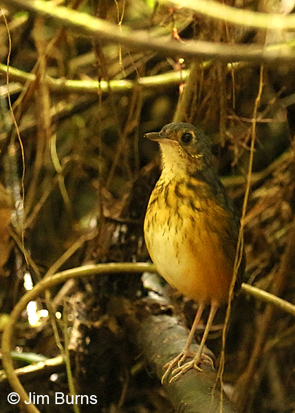 Thicket Antpitta on alert