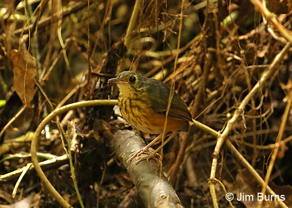 Thicket Antpitta