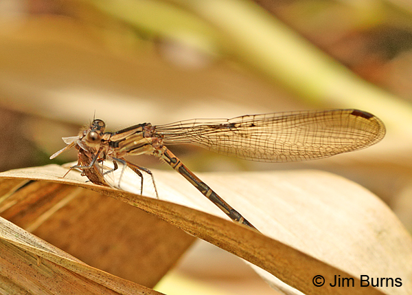 Thorn-tipped Dancer female with bug, Tapanti NP, CR, August 2014