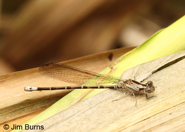 Thorn-tipped Dancer female, Tapanti NP, CR, August 2014