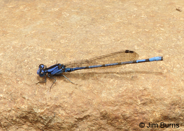 Thorn-tipped Dancer male on rock, Turrialba, CR, August 2014