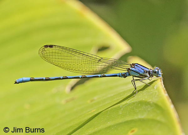 Thorn-tipped Dancer male, Turrialba, CR, August 2014