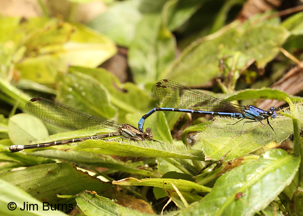 Thorn-tipped Dancer pair in tandem, Tapanti NP, CR, August 2014