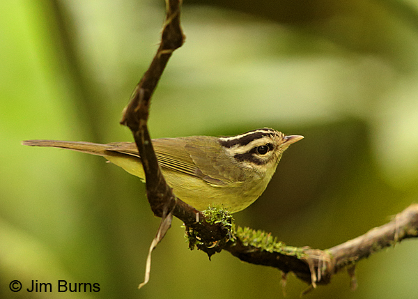 Three-striped Warbler, Tapanti NP
