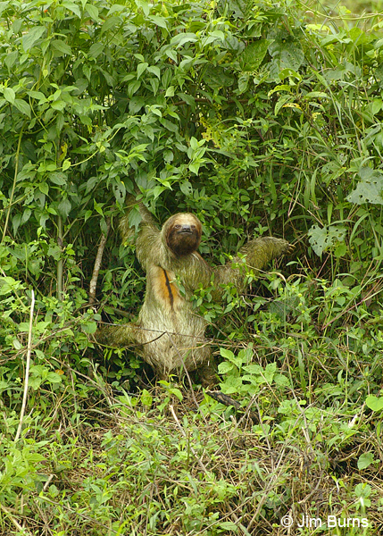 Three-toed Sloth