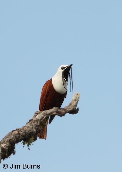 Three-wattled Bellbird calling in snag