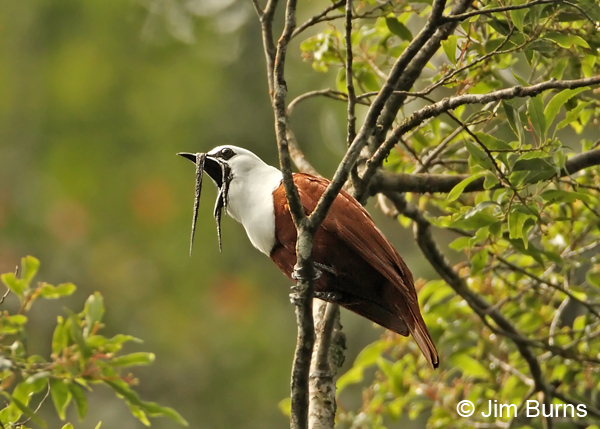 Three-wattled Bellbird calling