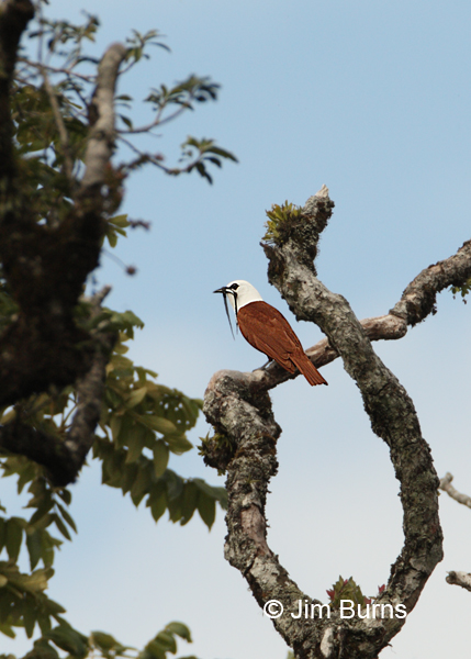 Three-wattled Bellbird in habitat