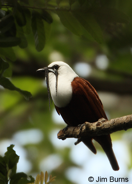 Three-wattled Bellbird