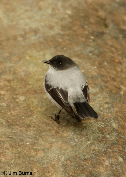 Torrent Tyrannulet