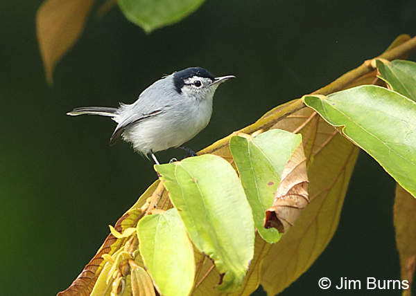 Tropical Gnatcatcher