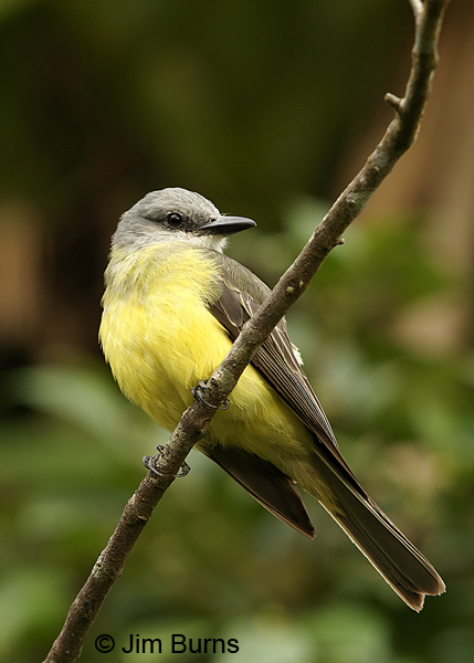 Tropical Kingbird ventral view