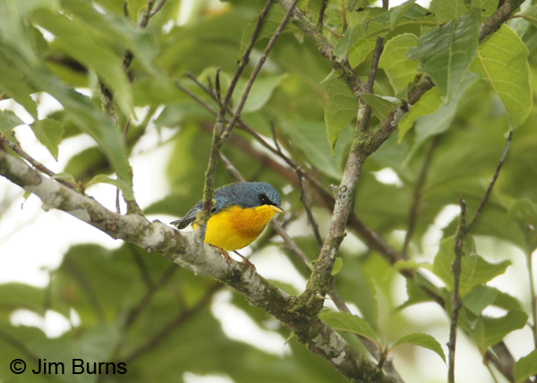 Tropical Parula