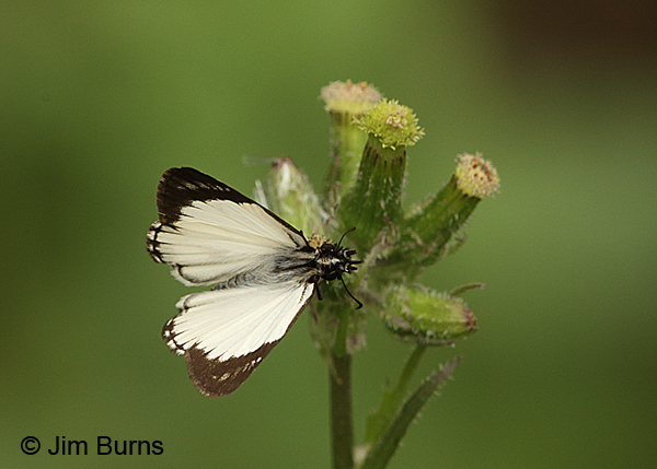 Veined White-Skipper (Heliopetes arsalte)