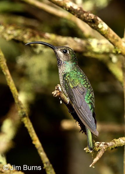 Violet Sabrewing female #2