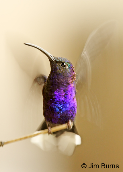 Violet Sabrewing male launching