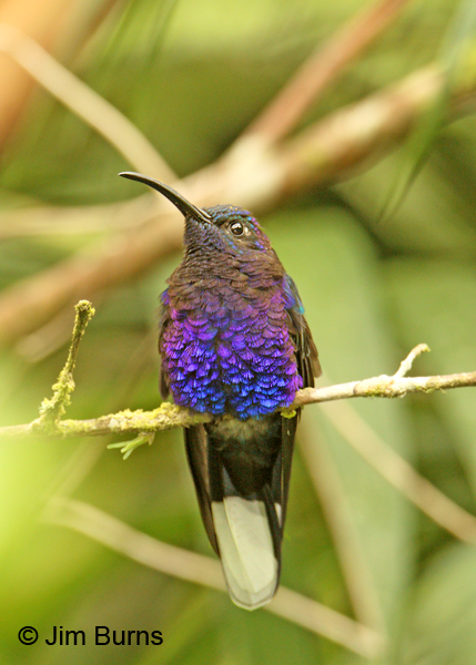 Violet Sabrewing male ventral view