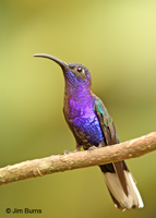 Violet Sabrewing