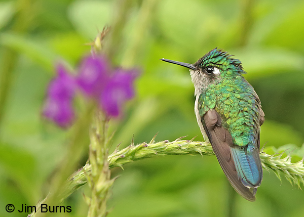 Violet-headed Hummingbird