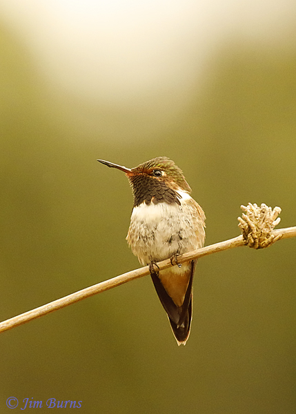 Volcano Hummingbird (Talamanca) male--5947