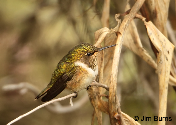 Volcano Hummingbird (Irazu) female
