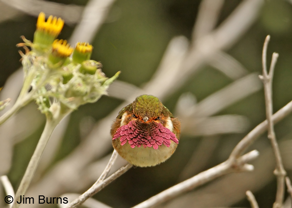 Volcano Hummingbird (Irazu) male