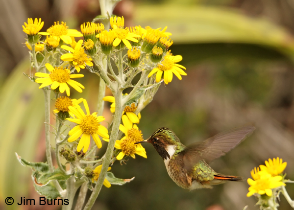 Volcano Hummingbird male