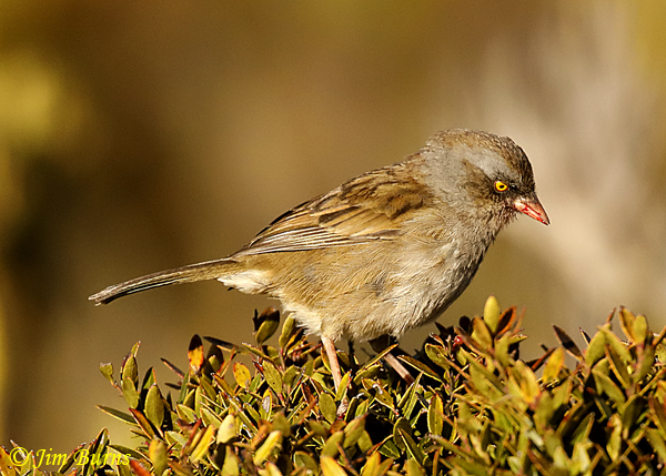 Volcano Junco with berry stains on bill--6661