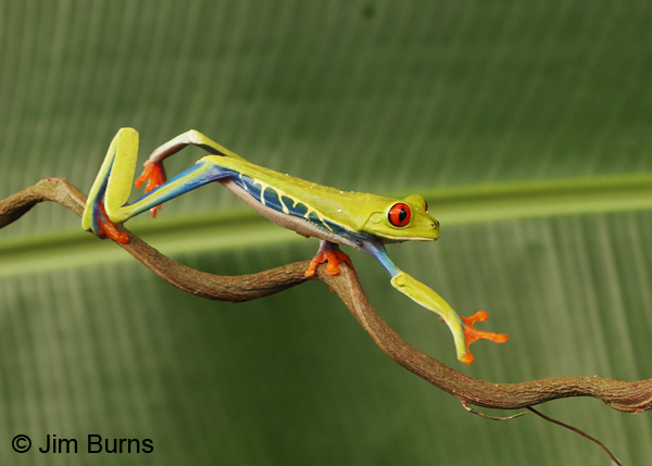 Walkin' the tree frog #1