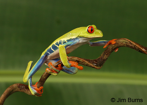 Walkin' the tree frog #2