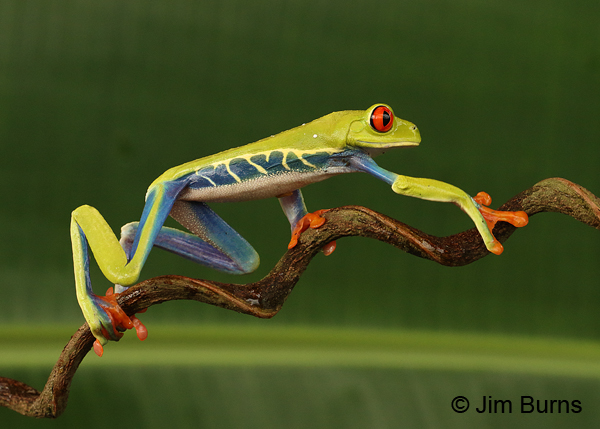 Walkin' the tree frog #3