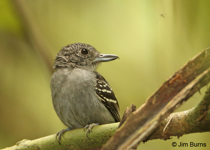 Western-Slaty Antshrike eyeing insect