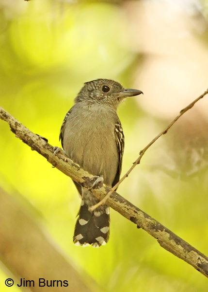 Western Slaty-Antshrike male