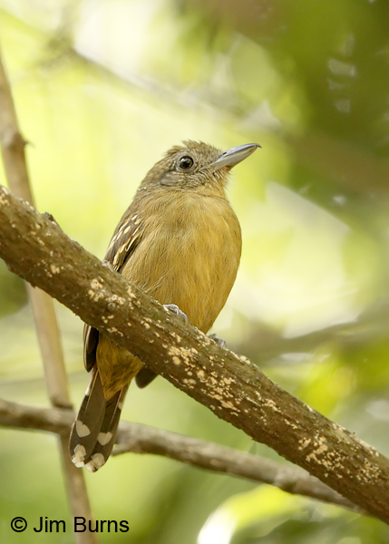 Western Slaty-Antshrike female