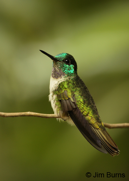 White-bellied Mountain-gem male