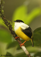 White-collared Manakin