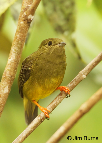 White-collared Manakin female