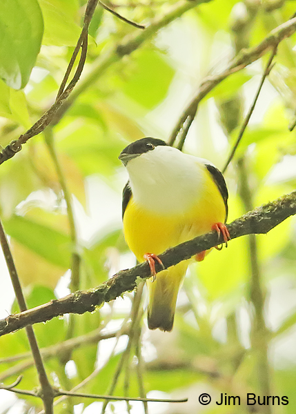 White-collared Manakin male dorsal view