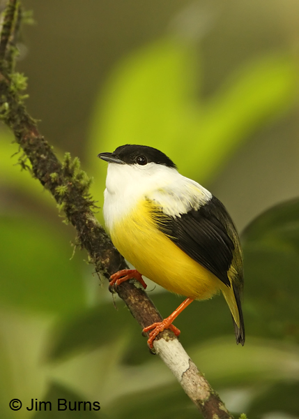 White-collared Manakin male