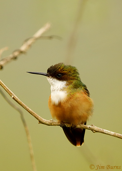 White-crested Coquette female--5682