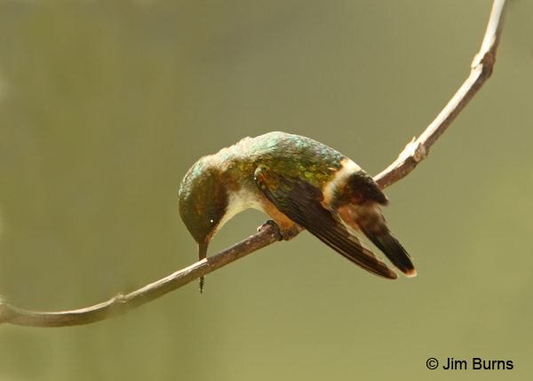 White-crested Coquette female dorsal view