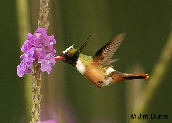White-crested Coquette male on Verbena #2