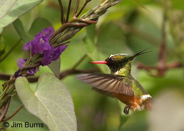 White-crested Coquette male incoming