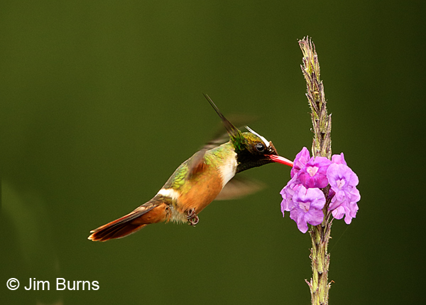 White-crested Coquette male