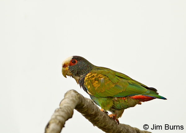 White-crowned Parrot