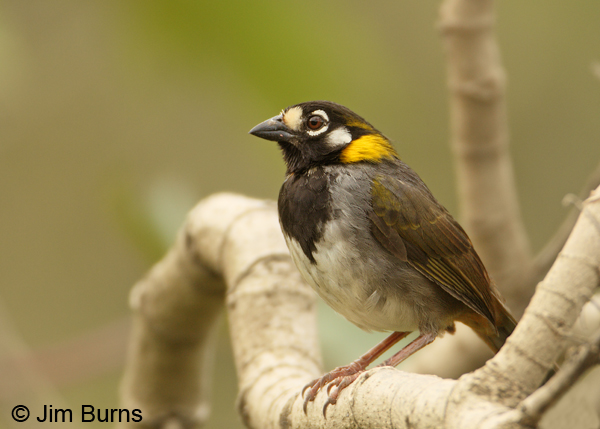 White-eared Ground-Sparrow