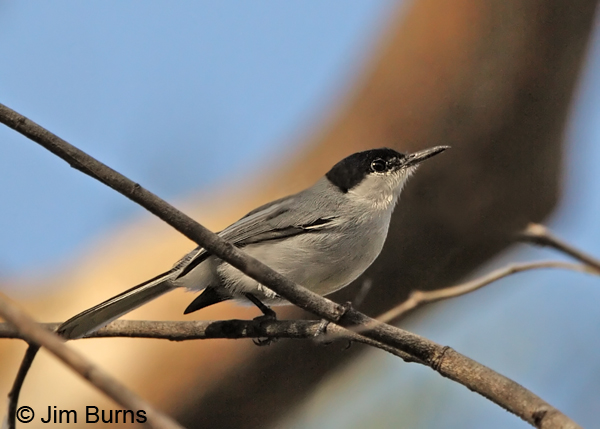 White-lored Gnatcatcher male