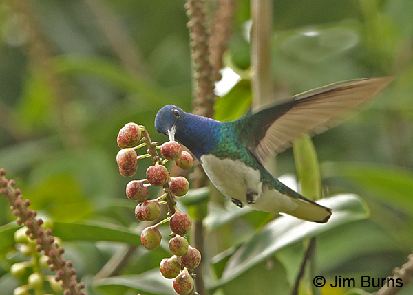 White-necked Jacobin feeding at figs