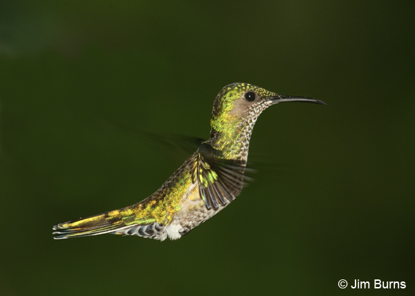 White-necked Jacobin female in flight