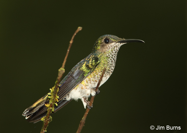 White-necked Jacobin female